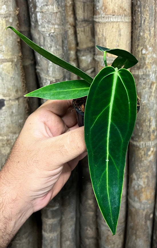 Anthurium &
