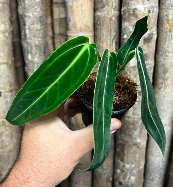 Anthurium &