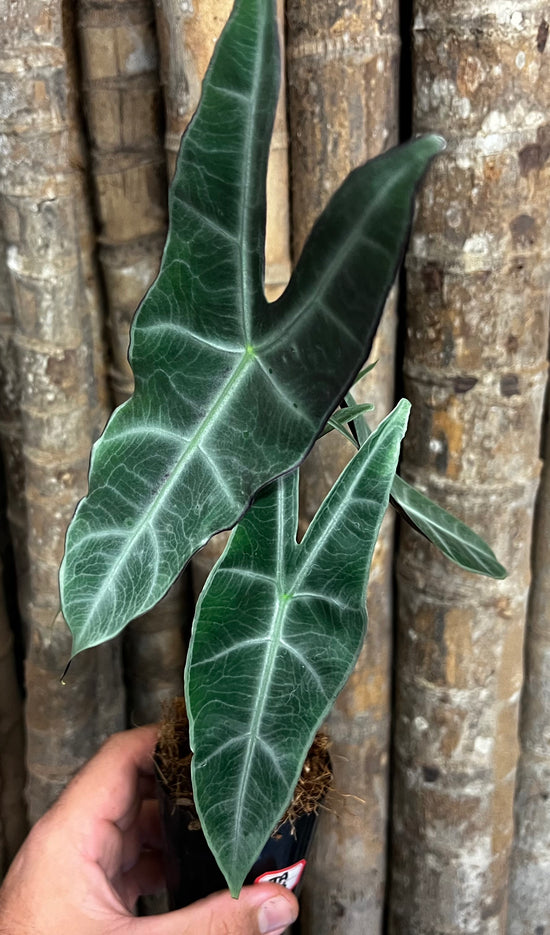 Alocasia longiloba &
