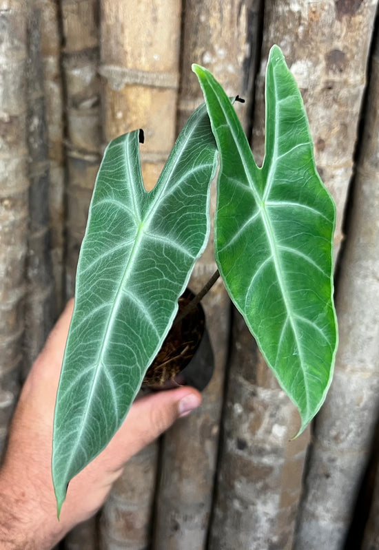 Alocasia longiloba &