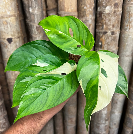 Monstera laniata &