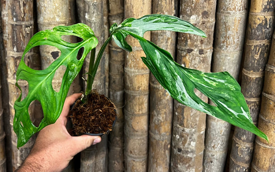 Monstera &