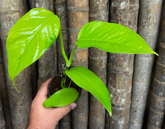 Epipremnum pinnatum &