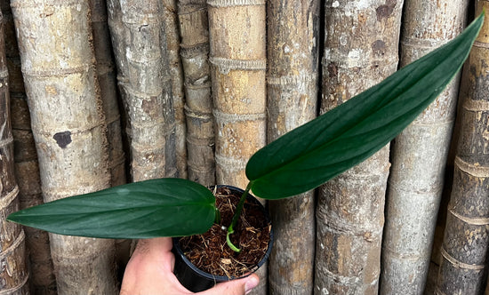 Monstera &
