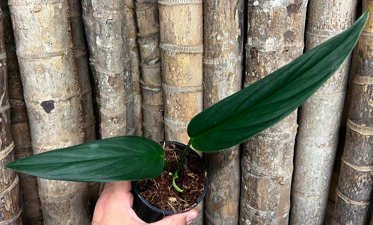 Monstera