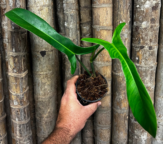 Philodendron &