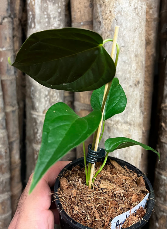 Anthurium &