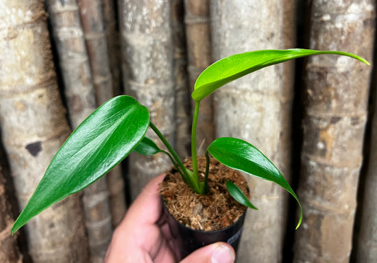 Monstera &