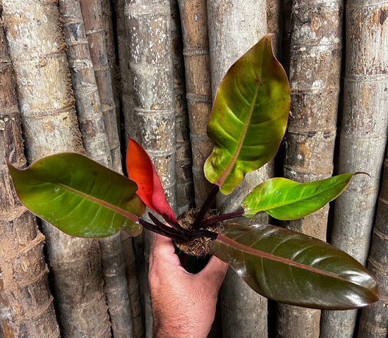Philodendron &