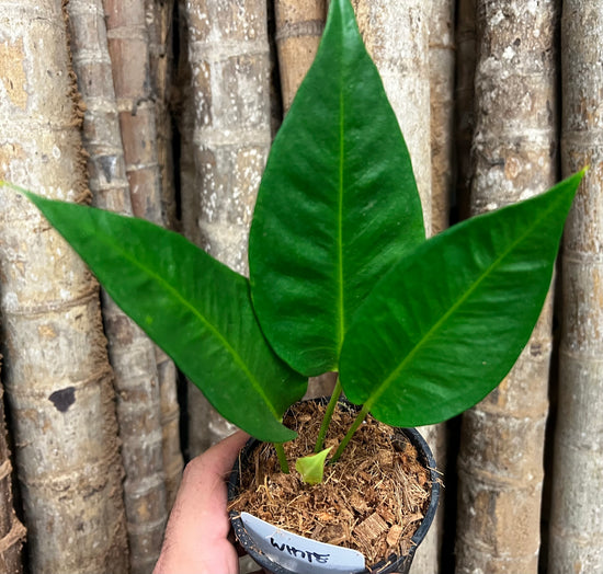 Anthurium scherzerianum &