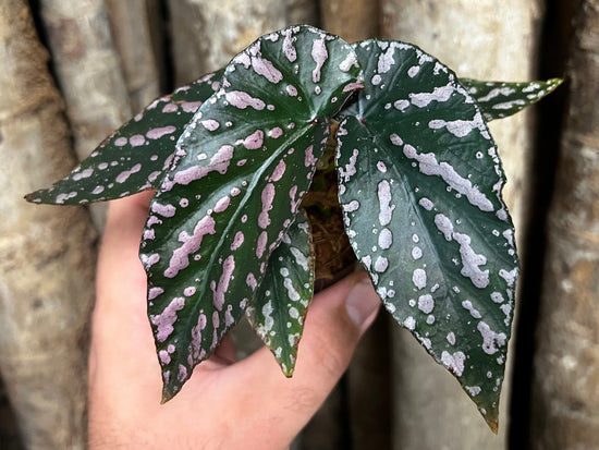 Begonia &
