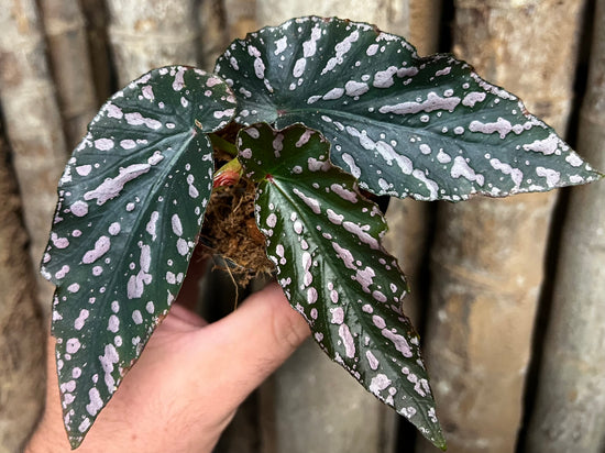 Begonia &