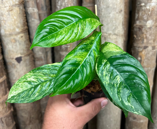 Rhaphidophora puberula &