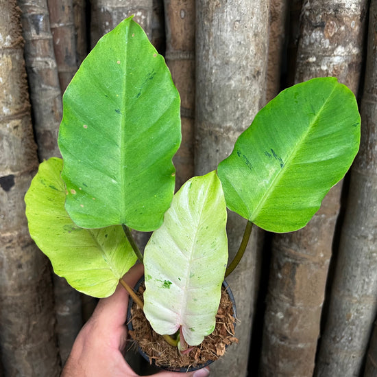 Philodendron &