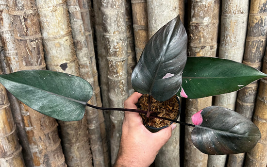 Philodendron &