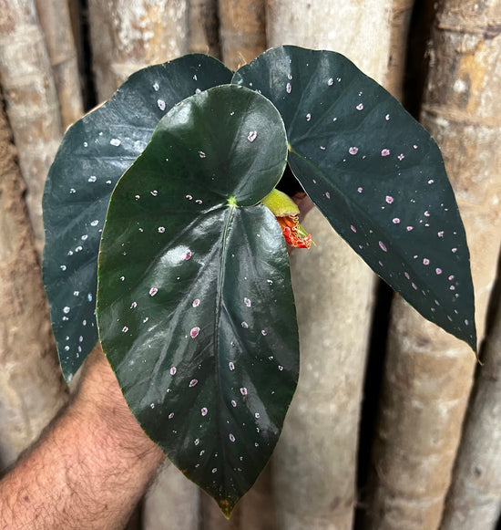 Begonia &