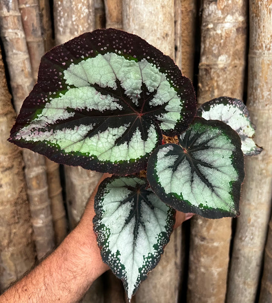Begonia rex &