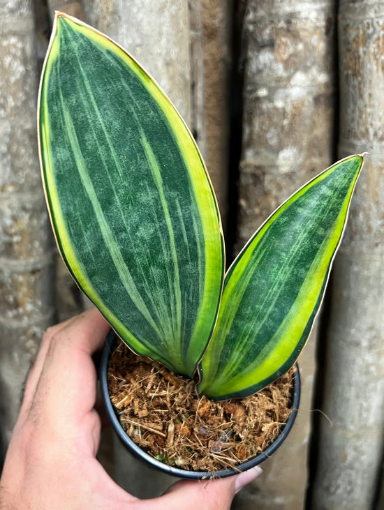 Sansevieria &