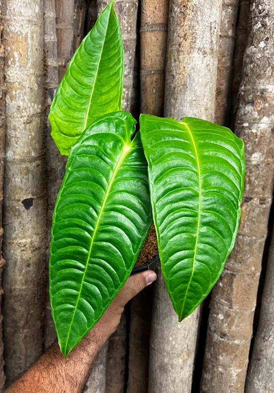 Anthurium &