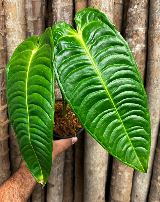 Anthurium &