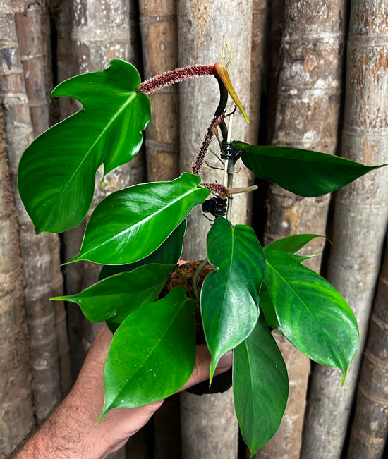 Philodendron &