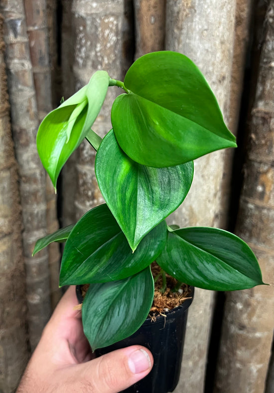 Scindapsus &