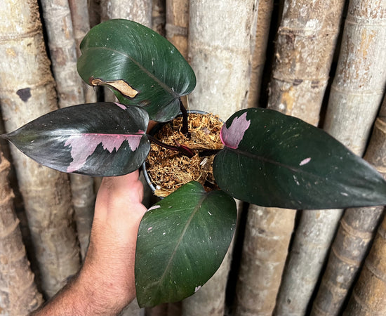 Philodendron &