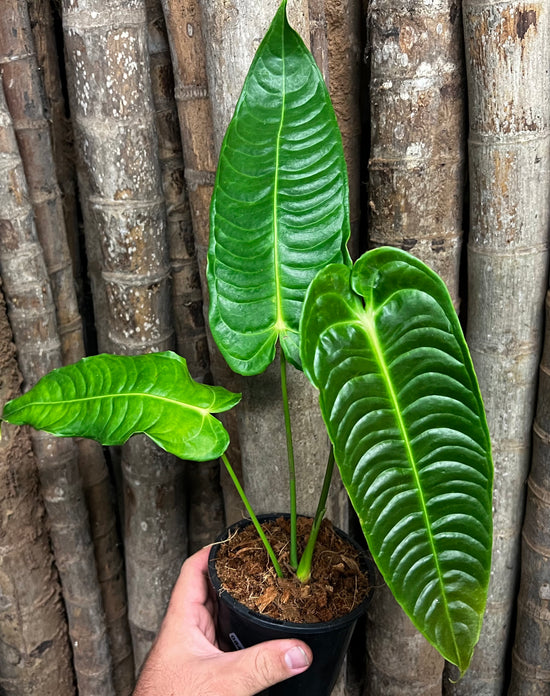 Anthurium &