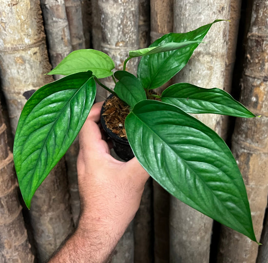 Monstera &