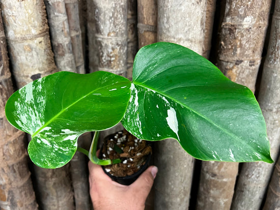 Monstera borsigiana &