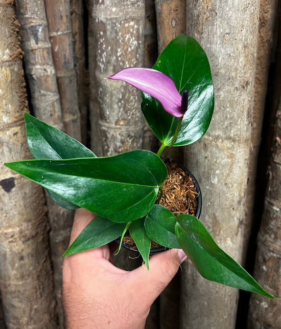 Anthurium &