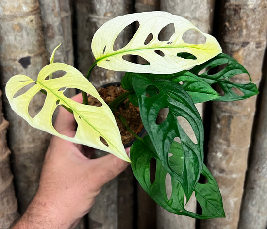 Monstera adansonii &