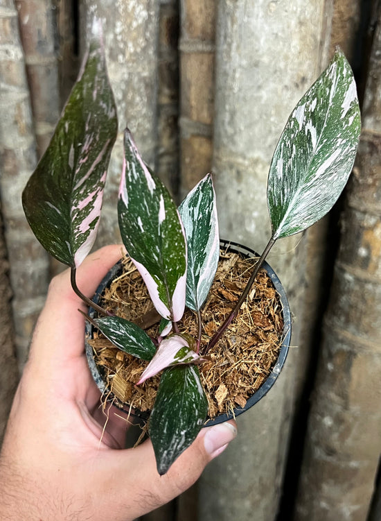 Philodendron &
