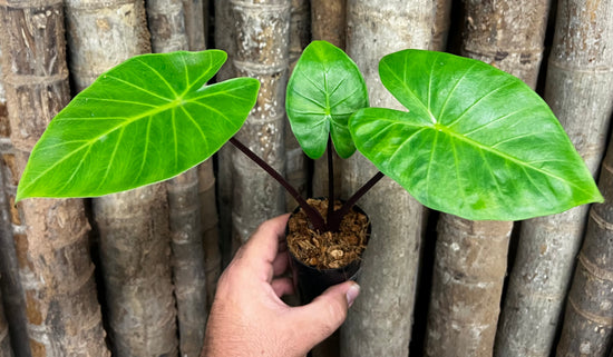 Alocasia Giant &