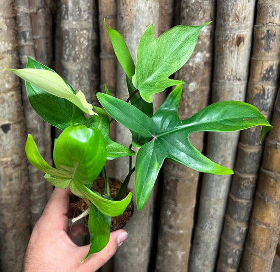 Philodendron &