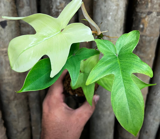 Philodendron &