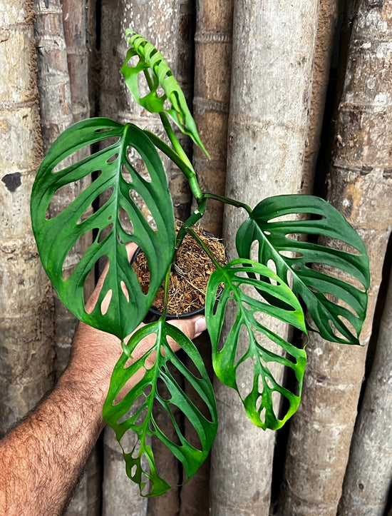 Monstera &