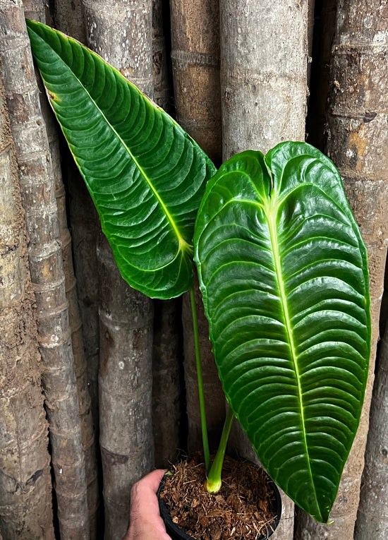 Anthurium &