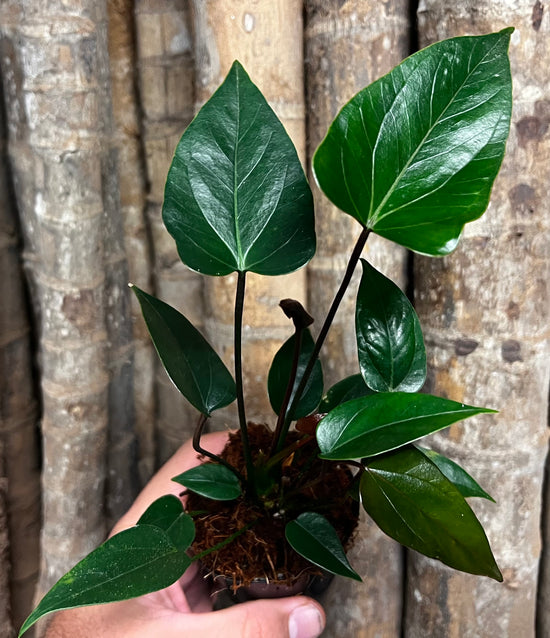 Anthurium flowering &