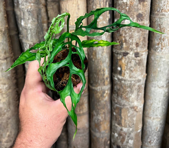 Monstera obliqua &