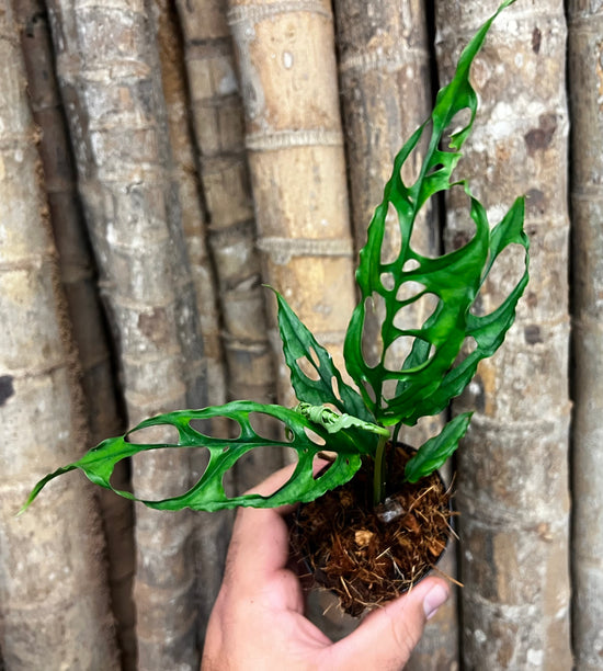 Monstera obliqua &