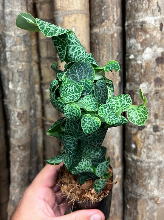 Rhaphidophora &