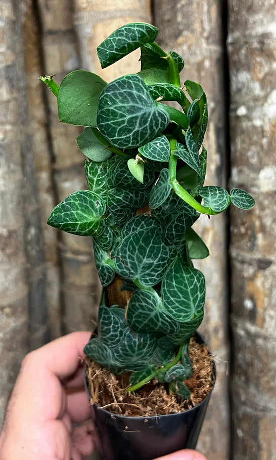 Rhaphidophora &