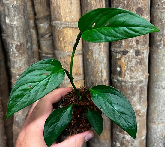 Monstera obliqua &