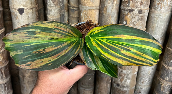 Kaempferia Peacock Ginger (Stripey Rainbow) DG12
