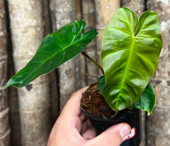 Philodendron &