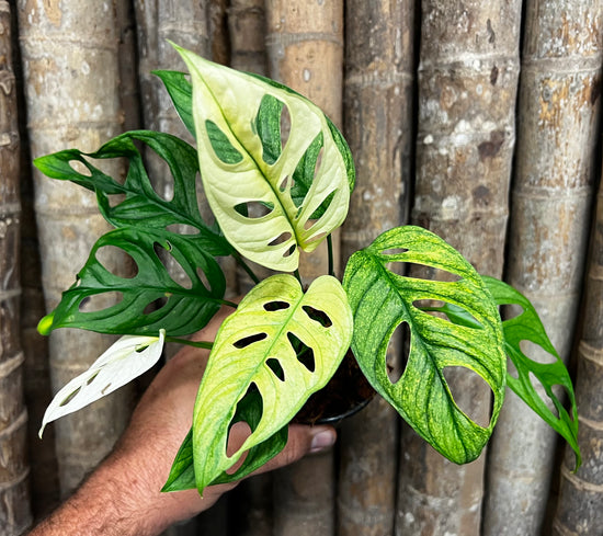 Monstera adansonii &
