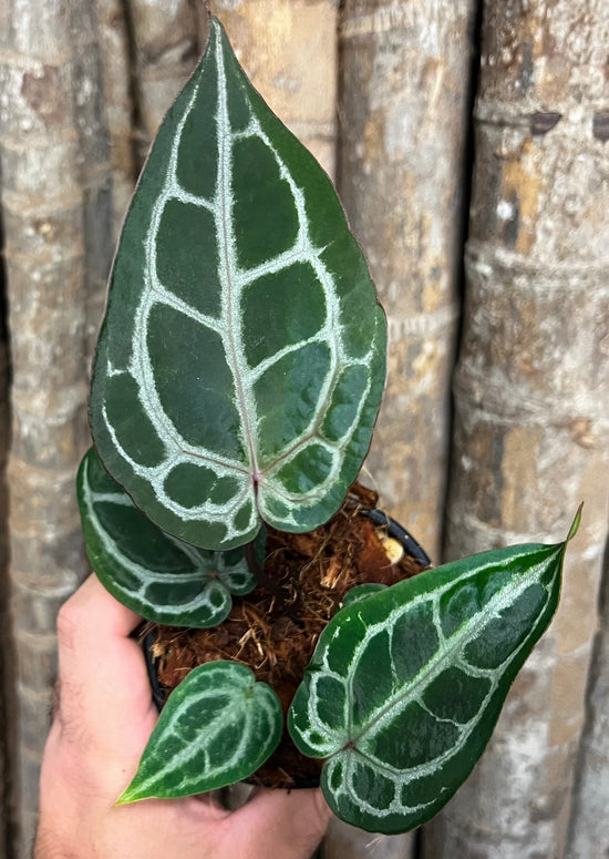 Anthurium &