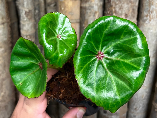 Begonia &