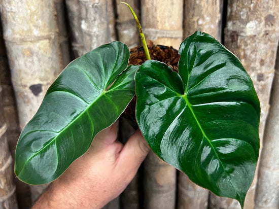 Philodendron &